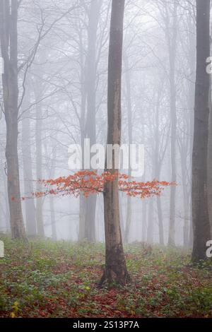 Tiefe Nebelwälder in Deer Wood auf dem hohen weald bei Dallington East Sussex im Südosten Englands Großbritannien Stockfoto