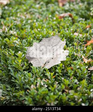 Trockenes, gefallenes Blatt auf der Oberfläche eines grünen Busches mit kleineren Blättern (selektives Fokusbild). Stockfoto