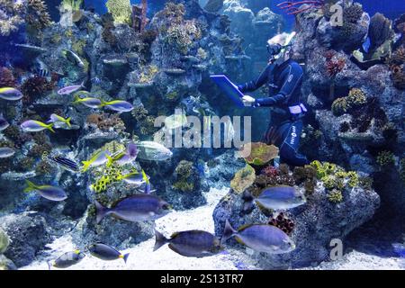 Bristol, Großbritannien. 30. Dezember 2024. Der Animal Count 2025 findet im Bristol Aquarium in Bristol, Großbritannien statt. Die jährliche Tierzählung findet in Zoos und Aquarien im ganzen Vereinigten Königreich statt, um die Tierbestände zu überwachen. Quelle: Mark Passmore/ Alamy Live News Stockfoto