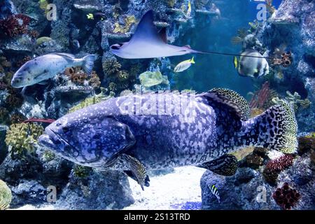 Bristol, Großbritannien. 30. Dezember 2024. Der Animal Count 2025 findet im Bristol Aquarium in Bristol, Großbritannien statt. Die jährliche Tierzählung findet in Zoos und Aquarien im ganzen Vereinigten Königreich statt, um die Tierbestände zu überwachen. Im Becken befindet sich ein Giant Grouper Fisch, der in Australien heimisch ist und den Namen Shelia trägt. Quelle: Mark Passmore/ Alamy Live News Stockfoto