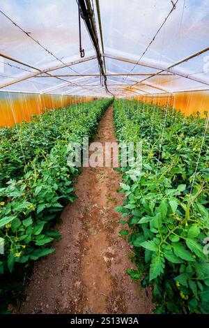 Das Innere der Gewächshäuser, in denen biologisch angebautes Gemüse angebaut wird Stockfoto