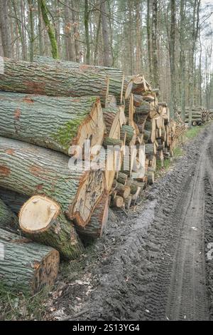 Gehäufte Bäume in einem Wald, selektiver Fokus, Polen. Stockfoto