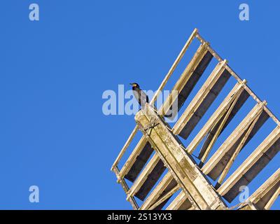 Thurne Windmühle mit Kormoran Phalacrocorax Carbo auf den Norfolk Broads im Winter Dezember Stockfoto