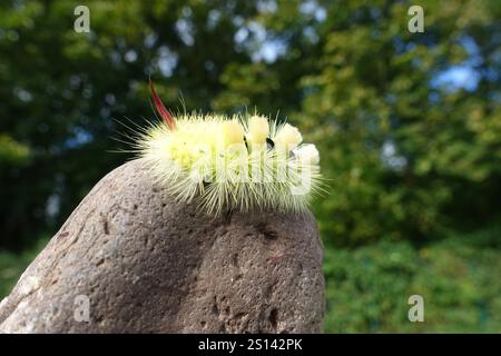 Blasser Tussock, Rotschwanzmotte (Dasychira pudibunda, Olene pudibunda, Calliteara pudibunda, Elkneria pudibunda), raupe der gelben Farbvariante Stockfoto