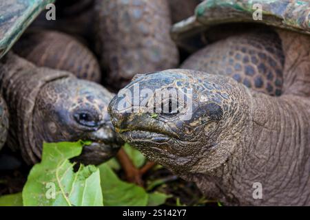 Seychellen Riesenschildkröte, Aldabra Riesenschildkröte, Aldabra Riesenschildkröte (Aldabrachelys gigantea, Testudo gigantea, Geochelone gigantea, Megalochely Stockfoto