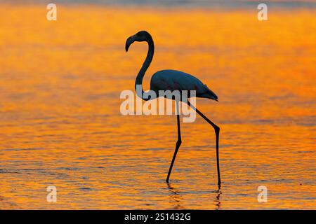 Großer Flamingo (Phoenicopterus roseus, Phoenicopterus ruber roseus), Silhouette im flachen Wasser bei Sonnenuntergang, Seitenansicht, Oman, Dhofar, Khawr Ad Dahari Stockfoto