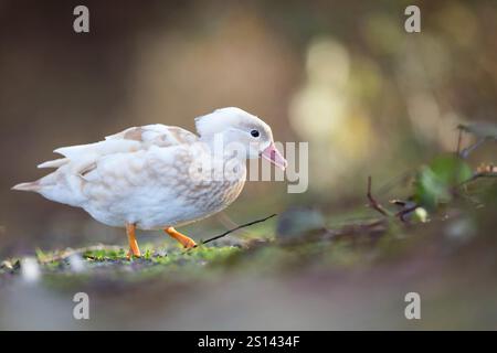 mandarinente (Aix galericulata), Seitenansicht, Rundsicht, Deutschland Stockfoto