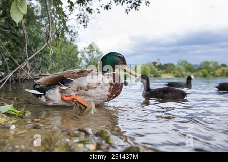 Stockenten (Anas platyrhynchos), drake am Seeufer, Schwimmhühner im Hintergrund, Deutschland Stockfoto