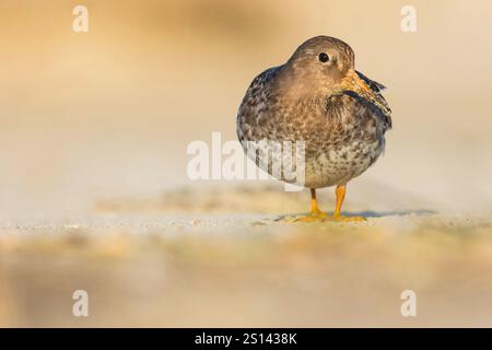 Lila Sandfänger (Calidris maritima), erster Winter am Wattenmeerstrand, Deutschland, Niedersachsen Stockfoto