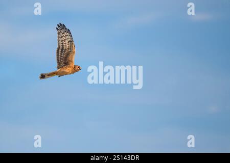 hühnerweihe (Circus cyaneus), Erstwinterweihe im Flug, Deutschland, Niedersachsen Stockfoto
