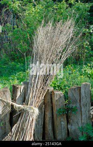 Bündel trockener, verblichener Sträucher im Garten bieten Schutz für Insekten und Kleintiere , Deutschland Stockfoto