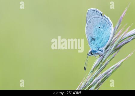 Grüne Unterseite blau (Glaucopsyche alexis), männlich sitzend auf Gras, Deutschland, Baden-Württemberg Stockfoto