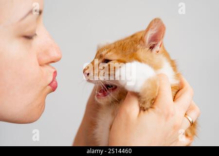 Die Besitzerin küsst ihre Katze. Ein wütendes und aggressives Ginger Tabby Kätzchen will nicht spielen. Liebe Katzen. Frecher Katzenbesitzer. Stockfoto