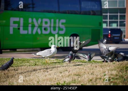 Venedig, Italien. Dezember 2024. FlixBus im Hintergrund und Vögel im Vordergrund. Stockfoto