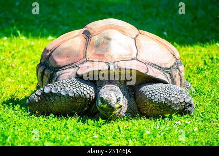 Eine friedliche Schildkröte genießt einen sonnigen Tag auf lebhaftem, grünem Gras, seinen schuppigen Gliedmaßen und seiner gewölbten Muschel vor der hellen Kulisse. Stockfoto