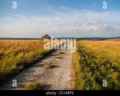 Gerade ländliche Bergstraße mit kleinem Baum mitten auf grüner Wiese, Krusne Hory, Tschechische Republik Stockfoto