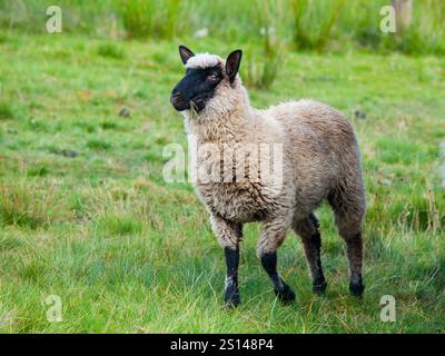 Schwarze Schafe oder Suffolk, die auf der Weide stehen Stockfoto