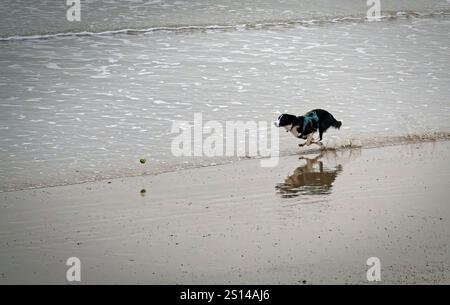 Ein Hund jagt einen Ball am Strand Stockfoto