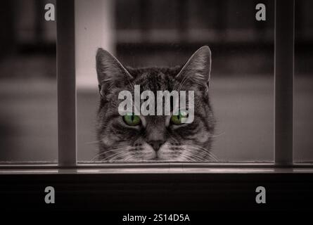 Katze, Die Durch Das Fenster Schaut, Mit Lebendigen, Dramatischen Grünen Augen Stockfoto