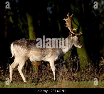 Hirsch Damhirsch (Dama Dama) Stockfoto