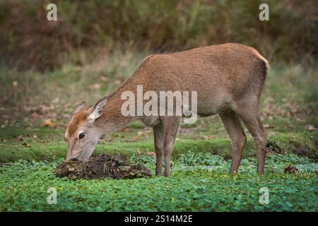 Junge Hirsche auf der Nahrungssuche in flachen Gewässern mit grüner Vegetation Stockfoto