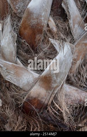 Details zum Kofferraum der Washingtonia Robusta, der mexikanischen Fächerpalme oder der mexikanischen washingtonia Stockfoto