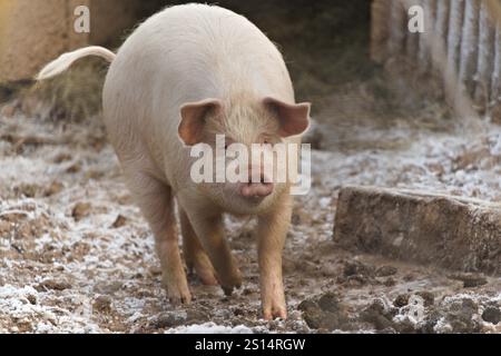 Hausschwein alias Sus domesticus im Schweinestall. Kleiner Bauernhof in Tschechien. Stockfoto