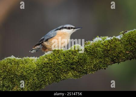 Gewöhnlicher Vogel Sitta europaea alias Eurasischer Nacktschnecke, der auf einem von Moos bedeckten Zweig thront. Die Natur der Tschechischen republik. Stockfoto