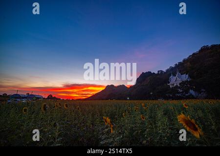 Aus der Vogelperspektive eine wunderschöne Aussicht auf eine lange, farbenfrohe Bergkette und ein Sonnenblumenfeld unter einem hellen Sonnenuntergangshimmel. Dieses Bild erfasst die natürliche Be Stockfoto