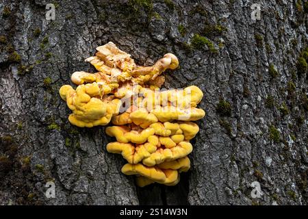 Der Laetiporus sulphureus, Sulphur Polypore ist eine Artengruppe von Pilzen (Pilze, die auf Bäumen wachsen). Huhn des Waldes Stockfoto