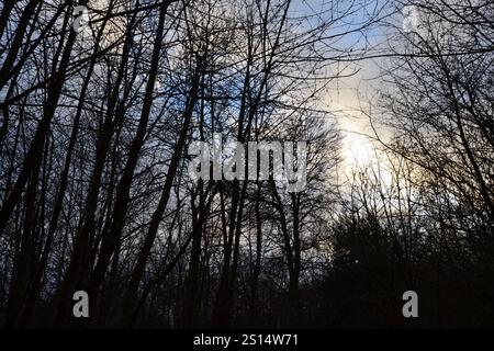 Wälder und Pfade des High Elms Country Park im Winter (Dezember), in der London Borough of Bromley südöstlich von London in North Downs Stockfoto