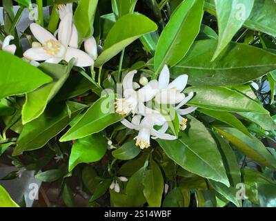 Orange, Citrus sinensis, ist eine exotische Frucht sterben auch getrocknet als Duftgeber verwendet wird. Orange, Citrus sinensis, ist eine exotische Frucht, die Stockfoto