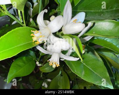 Orange, Citrus sinensis, ist eine exotische Frucht sterben auch getrocknet als Duftgeber verwendet wird. Orange, Citrus sinensis, ist eine exotische Frucht, die Stockfoto