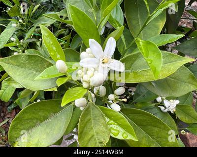 Orange, Citrus sinensis, ist eine exotische Frucht sterben auch getrocknet als Duftgeber verwendet wird. Orange, Citrus sinensis, ist eine exotische Frucht, die Stockfoto