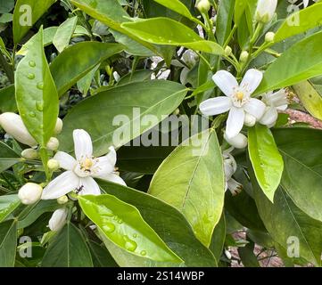 Orange, Citrus sinensis, ist eine exotische Frucht sterben auch getrocknet als Duftgeber verwendet wird. Orange, Citrus sinensis, ist eine exotische Frucht, die Stockfoto