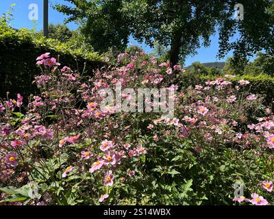 Herbst-Anemone, Anemone tomentosa bringt ansehnliche, rosafarbene Blueten von August bis September hervor. Herbst Anemone, Anemone Tomentosa produziert Stockfoto