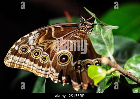 Blauer Morpho-Schmetterling auf einem Blatt, Morpho-Peleides Stockfoto