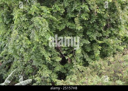 Von oben nach unten flacher Blick auf dunkle üppige Wälder mit grünen Baumkronen im Sommer, Naturtapeten Grün Stockfoto