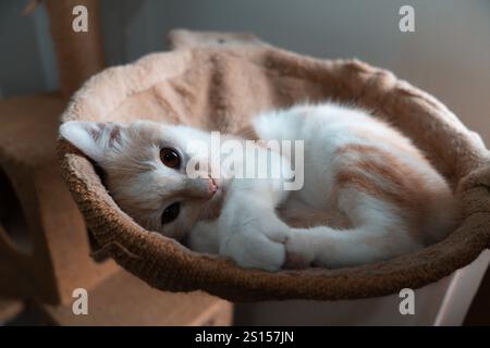Süßes verschlafenes Kätzchen, entspannend auf Hängematten Bett Stockfoto