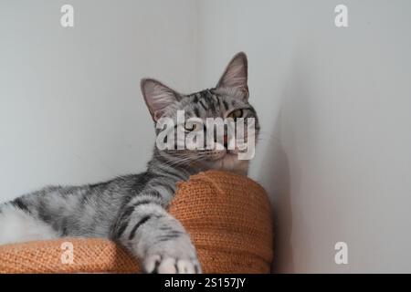 Faule graue Katze, die auf dem Bett schläft. Graue, fette Hauskatze, die sich entspannt Stockfoto
