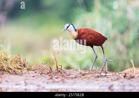 Afrikanisches Jacana (Actophilornis africanus), Zimanga, Südafrika, Erwachsene Stockfoto