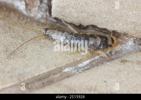 Paperfish, Ctenolepisma longicaudatum auf dem Badezimmerboden. Stockfoto