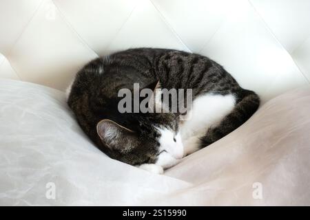 Niedliche Tabbykatze, die auf weißen Kissen schläft und in einem bequemen, weichen Bett ein Nickerchen macht Stockfoto