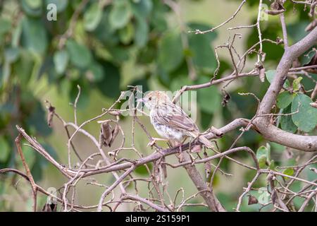 Die rasselnde Cisticola (Cisticola chiniana), die auf der Branche thront und in der Savanne Ostafrikas in der Serengeti in Tansania verbreitet ist Stockfoto