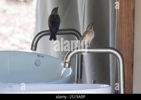 Kenia-Spatzen (Passer rufocinctus), die im Spiegel des Toilettengebäudes in der Serengeti in Tansania, Ostafrika, schauen Stockfoto