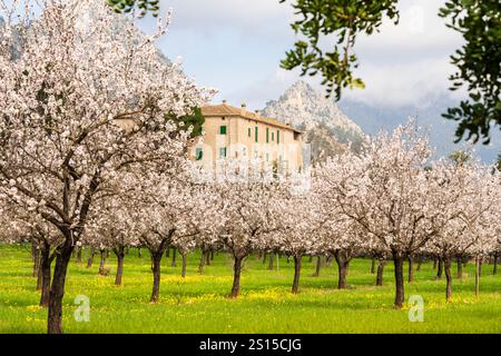 Blühende Mandelbäume, Biniazar, Bauernhof arabischer Herkunft, Bunyola, Mallorca, Balearen, Spanien Stockfoto