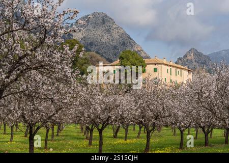 Blühende Mandelbäume, Biniazar, Bauernhof arabischer Herkunft, Bunyola, Mallorca, Balearen, Spanien Stockfoto