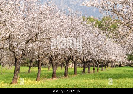 Blühende Mandelbäume, Biniazar, Bauernhof arabischer Herkunft, Bunyola, Mallorca, Balearen, Spanien Stockfoto