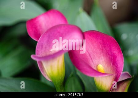 Calla palustris, monotypische Gattung der blühenden Pflanzen, Familie Araceae, Mallorca, Spanien Stockfoto