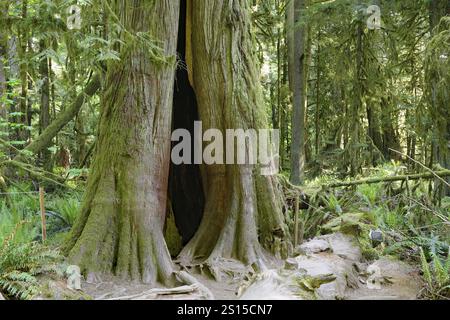 Ein massiver, alter Baum mit einem hohlen Stamm, umgeben von dichter Waldvegetation, Douglasien, letzten Urwald, Vancouver Island, British Colum Stockfoto